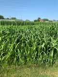 RGA Prussic Free Sorghum X Sudangrass