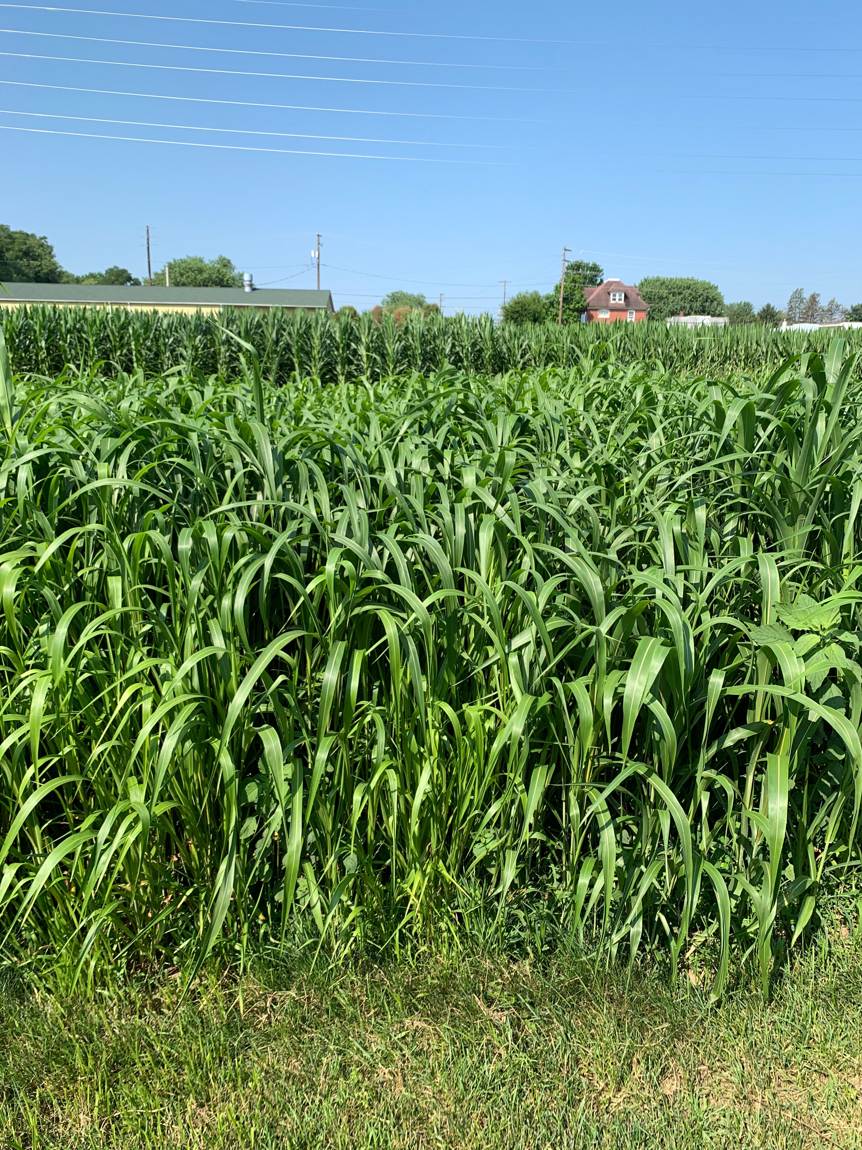 RGA Prussic Free Sorghum X Sudangrass