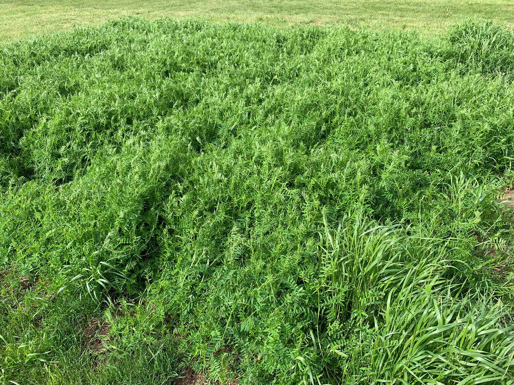 RGA Hairy Vetch