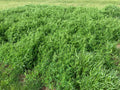 RGA Hairy Vetch