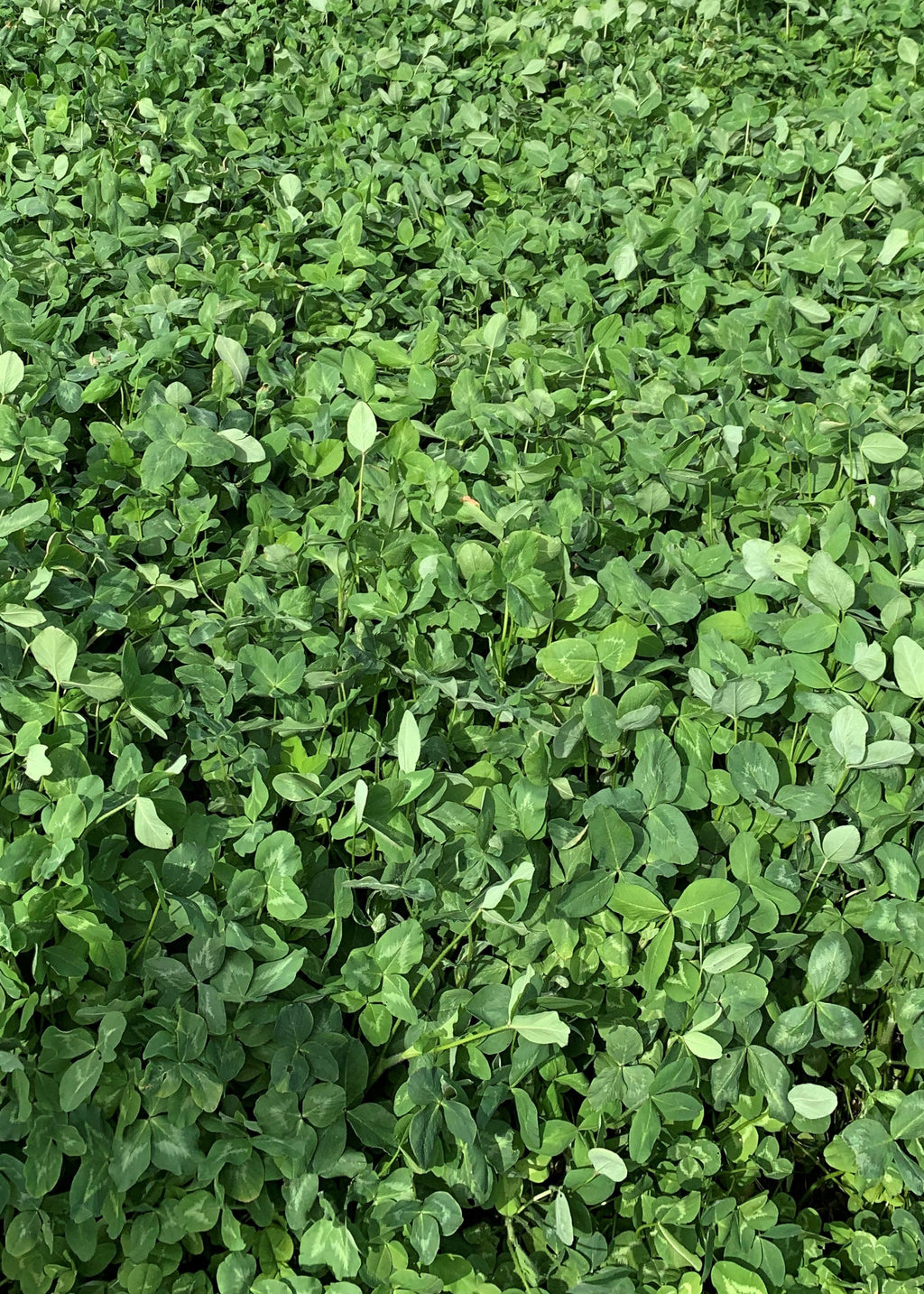 RGA Ladino Clover