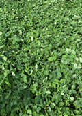 RGA Ladino Clover