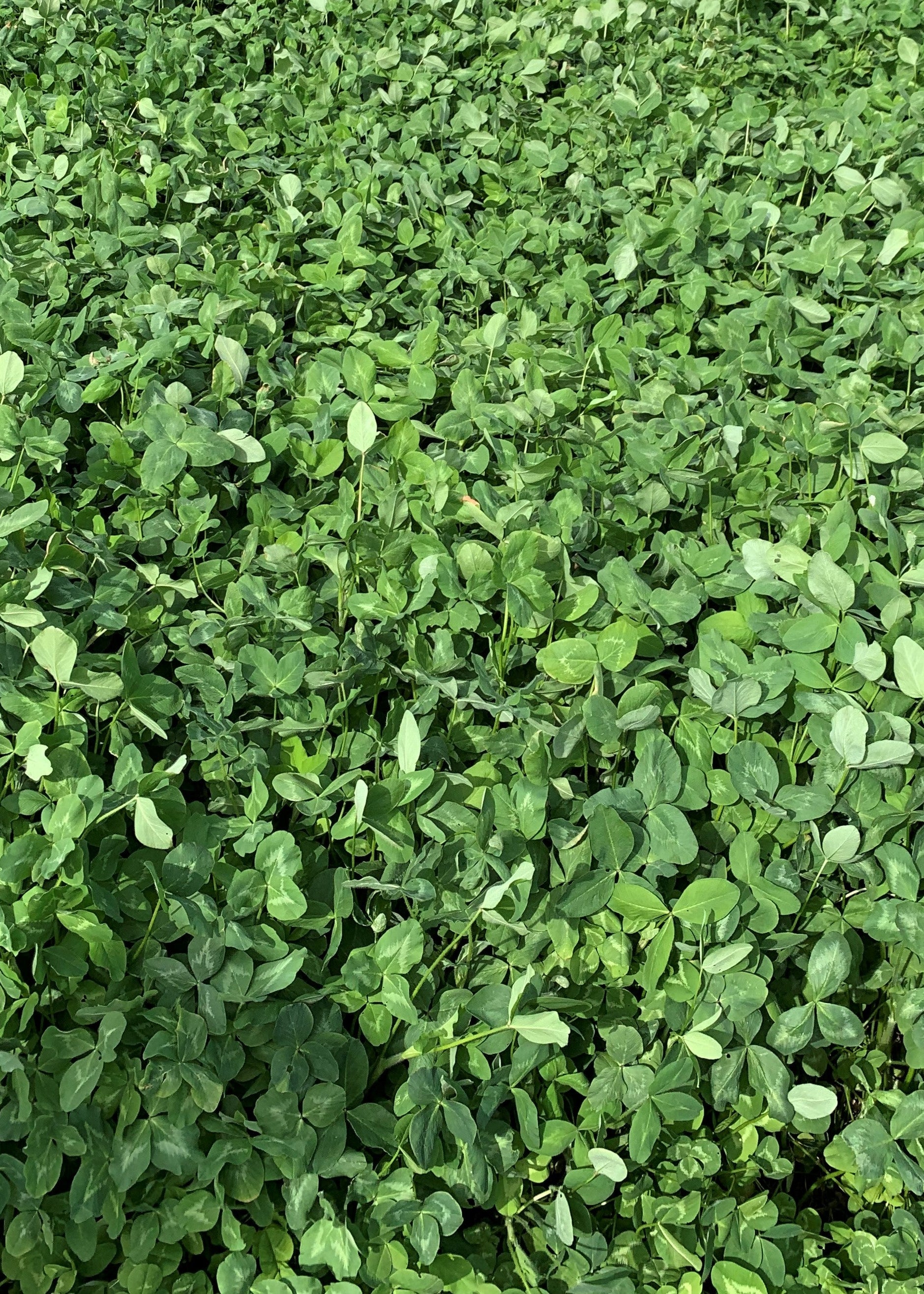 RGA Ladino Clover