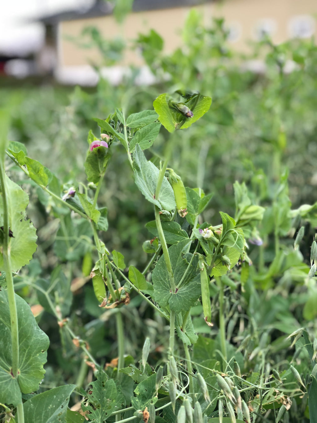 RGA Spring Peas