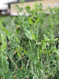 RGA Spring Peas