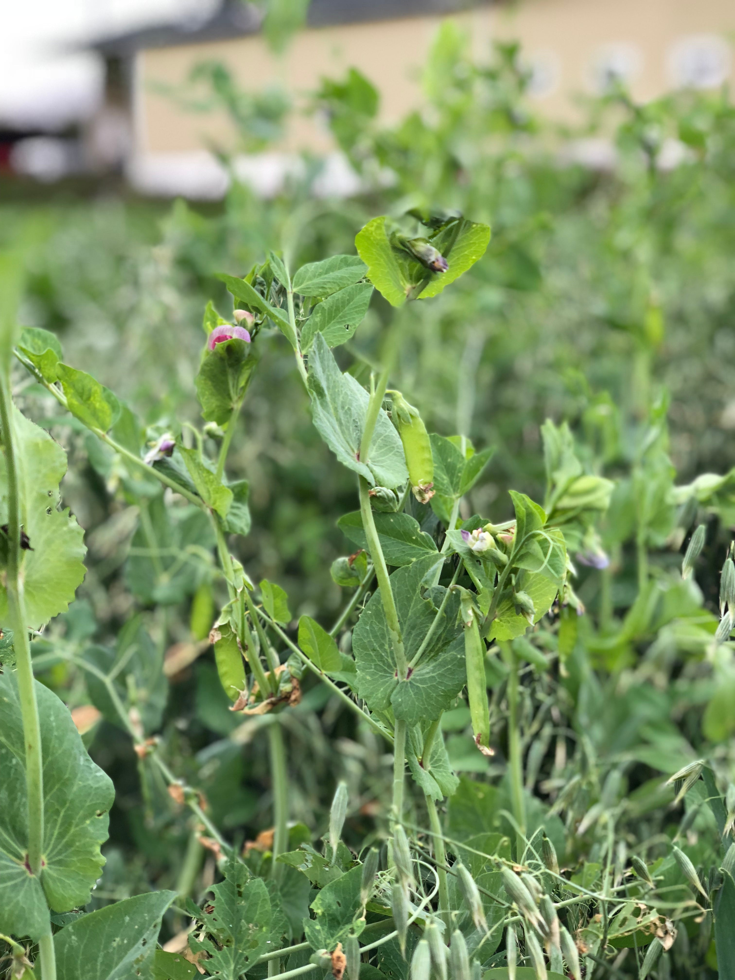 RGA Spring Peas