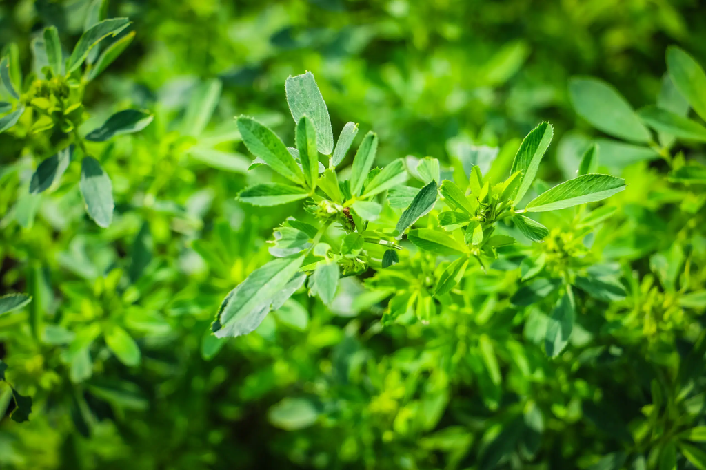 FF 42.A3 Alfalfa