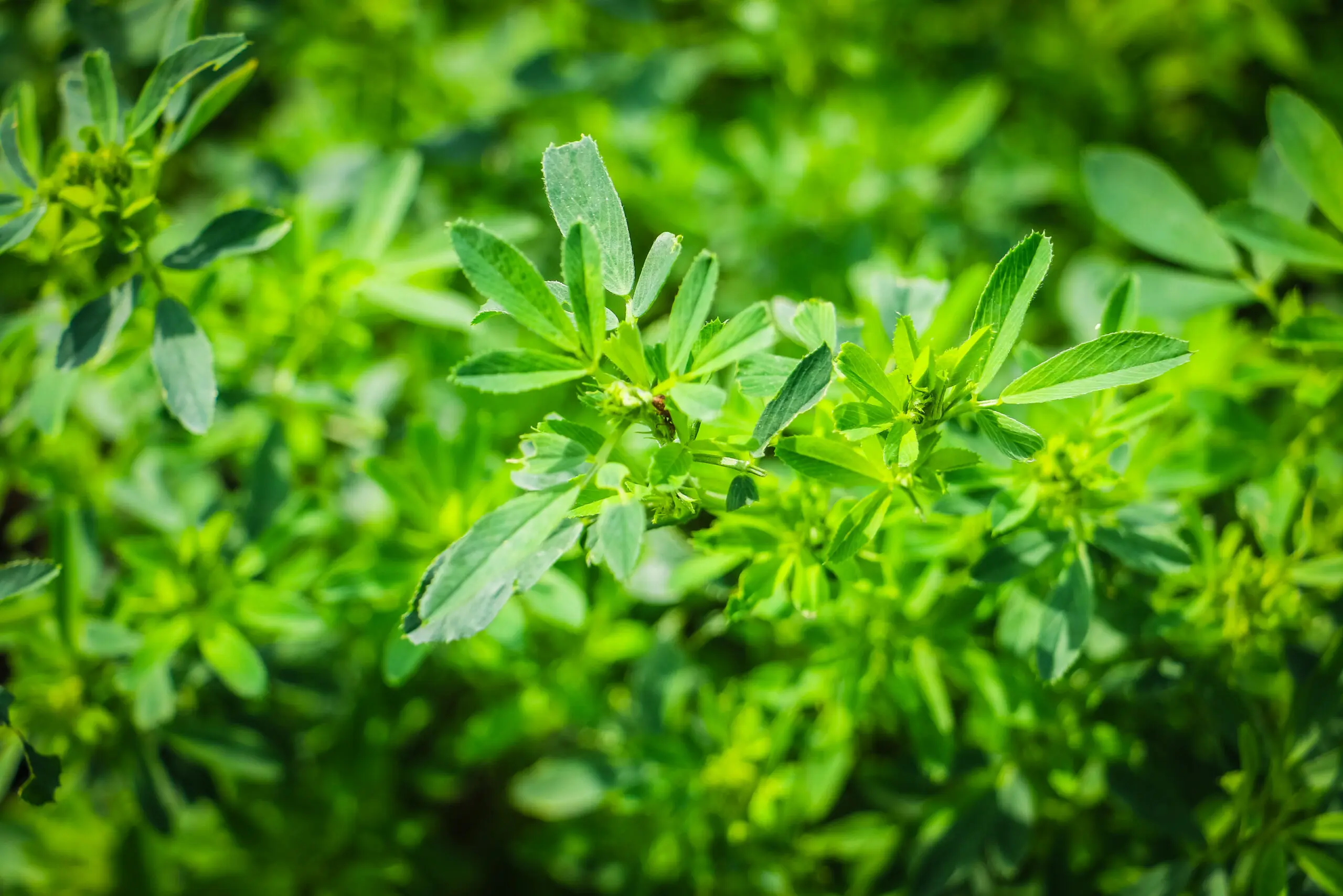 FF 42.A3 Alfalfa