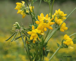 RGA Birdsfoot Trefoil