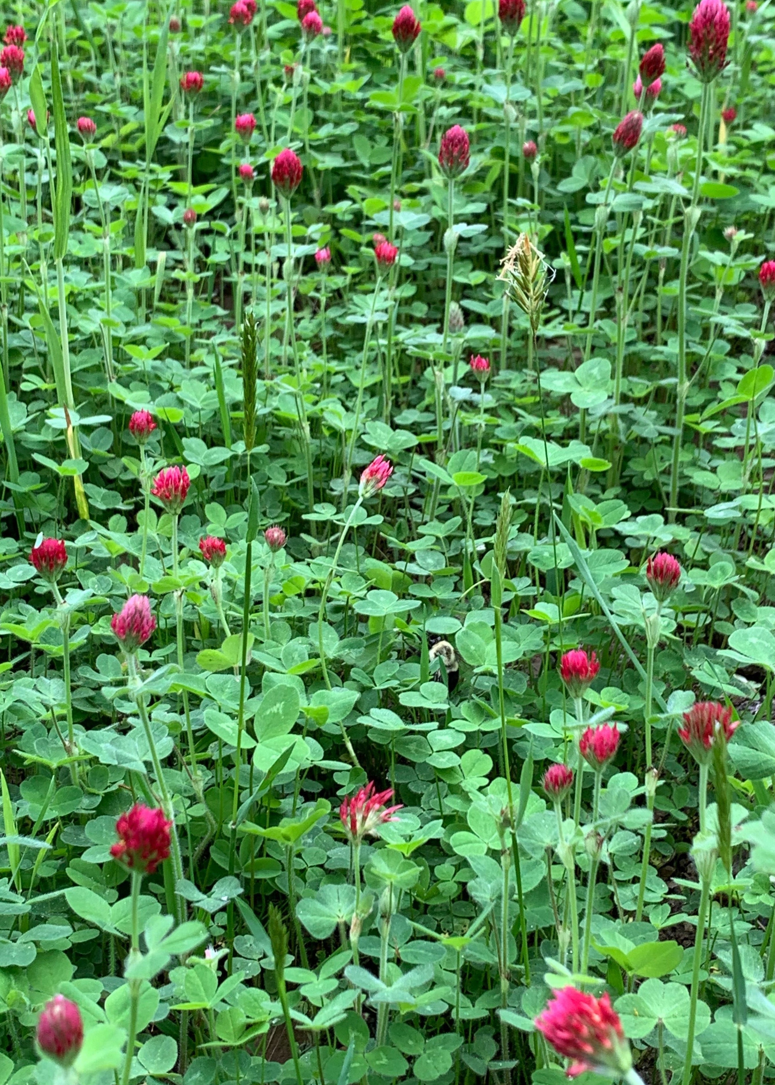 RGA Crimson Clover
